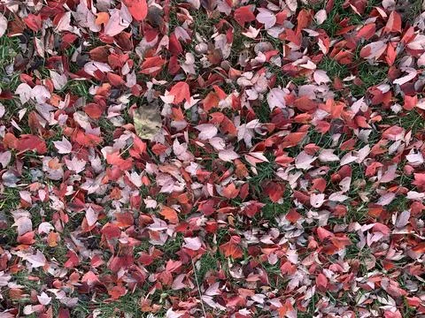 Red fall leaves on the ground Stock Photos