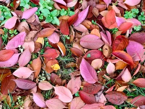 Red fall leaves on the ground texture Stock Photos