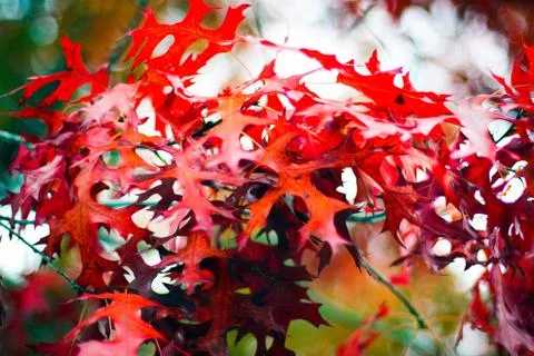 Red Fall Leaves Stockfoto's