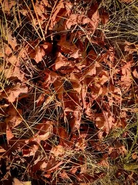 RED FALL LEAVES Stock Photos