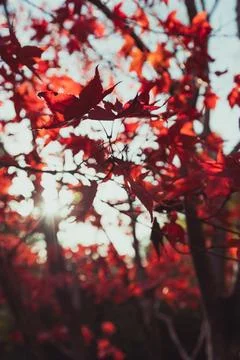 Red fall leaves Stock Photos