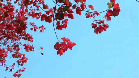 Red fall leaves rustle against a blue sky. Stock Footage 31821362
