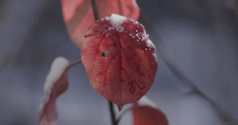 Red Fall Leaves in Snow Packed Trees with Melting Snow Stock Footage 220587311
