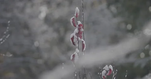 Red Fall Leaves in Snow Packed Trees with Melting Snow Stock Footage 220587354
