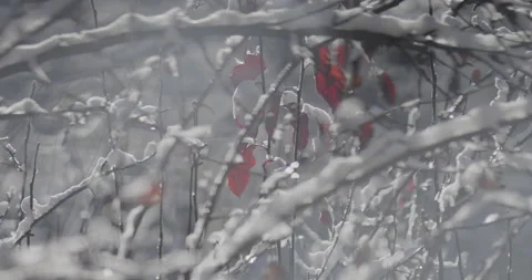 Red Fall Leaves in Snow Packed Trees with Melting Snow Stock Footage 220587468