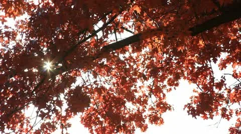 Red Fall Leaves with Sparkling Sun Beaming through the Leaves Stock Footage 12139371