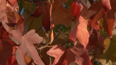 Red Fall Leaves on Tree Close Up Autumn Nature Stock Footage 99086883