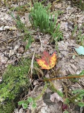 Red fall maple leaf on the ground in the forest Stock Photos