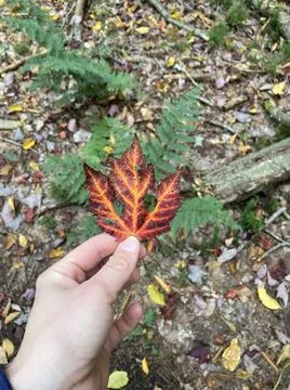 Red fall maple leaf in a hand in the forest Stock Photos