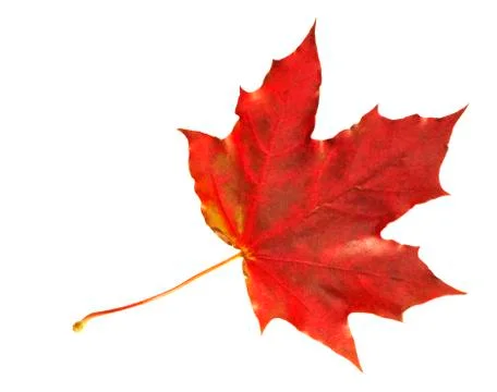 Red fall maple leaf Stock Photos