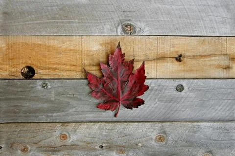 Red Fall Maple Leaf on Rustic Wood Background Stock Photos