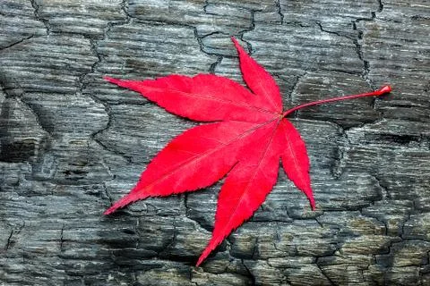 Red fall maple leave on black burnt wood Stock Photos