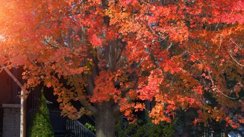 Red Fall Maple Tree Leafs, Autumnal Beautiful Fall Season Tree Sun Light Stock Footage 128611151