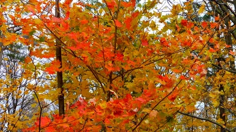 Red Fall Tree Leaf Season Background, Colorful Orange Golden Autumn Background Stock-Footage 121066306