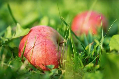 Red fallen apple on the grass close-up 写真素材