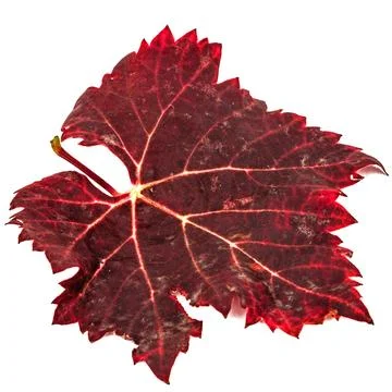 Red the fallen autumn leaf, isolated on white background Stock Photos