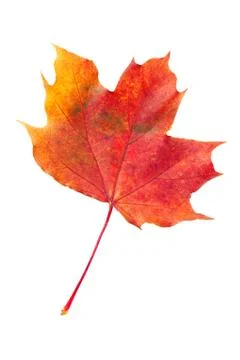 Red fallen autumn leaf Stock Photos