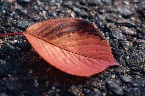 Red fallen autumn leaf on rough asphalt ground. Stock Photos