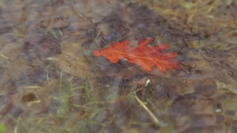Red fallen leaf floating in puddle during the spring rain. Rain drops hitting th Stock Footage