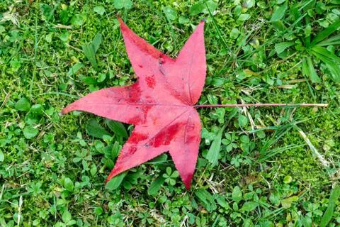 Red fallen leaf of a maple with some water drops Stock-Fotos
