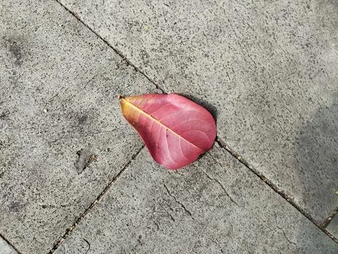 Red Fallen Leaf on Weathered Stone Pavement Stock Photos