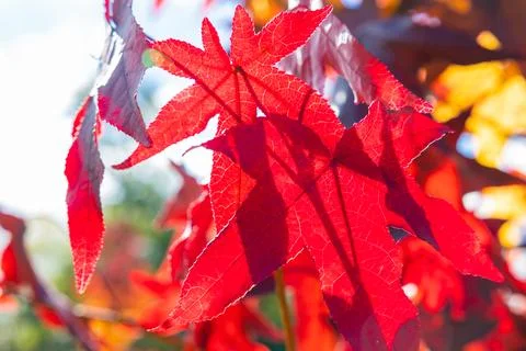 Red fallen leaves on the tree in focus. Fall or autumn background photo Stock Photos