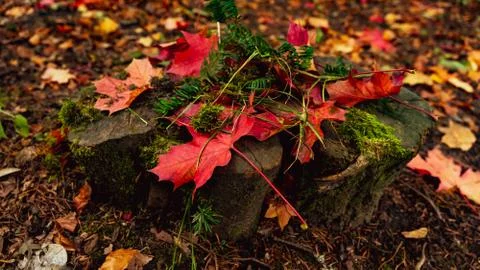 Red Fallen Leaves on Trunk Stock Photos