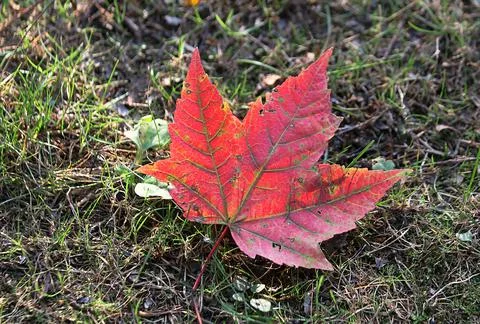 Red fallen maple leaf on the ground Stock Photos