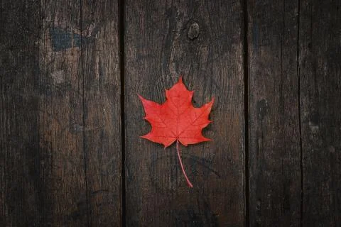 Red fallen maple leaf lies on a dark wooden old background. Save the space. V Stock Photos