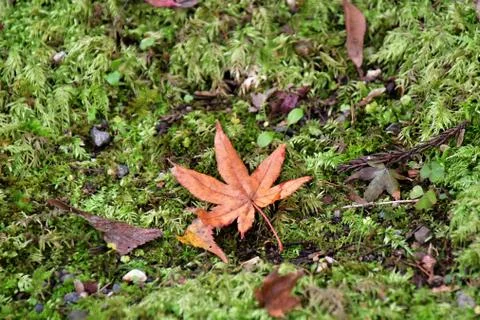 A red fallen maple leaf on the moss covered ground. Foto stock