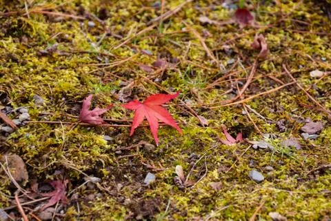 A red fallen maple leaf on the moss covered ground. Stock Photos