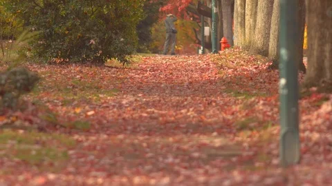Red falling leaves on the pedestrians pathway with photographer taking photo Stock-Footage 99522070
