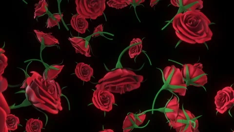 Roses In Black Background Stock Footage ~ Royalty Free Stock Videos | Pond5