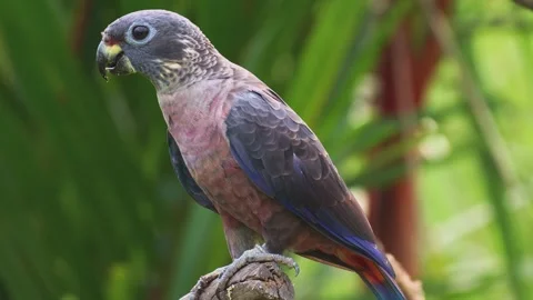 Red fan parrot perched on branch close up wildlife nature scene 库存影片 345817296