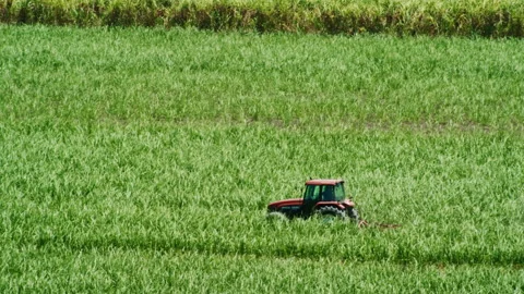 Red farm tractor driving through endless sugarcane fields Stock Footage 152779734