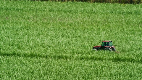 Red farm tractor driving through endless green sugar cane fields Stock Footage 152786345