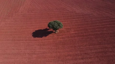 Red Farmlands Video stock 331026512