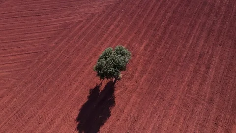 Red Farmlands 스톡 동영상 332921156