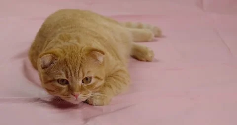 Red fat cat Stock Footage 131200120