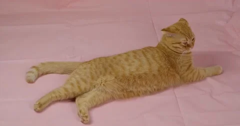 Red fat cat Stock Footage 131200148