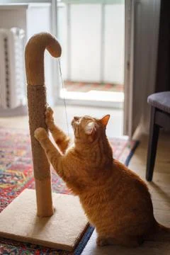 The red fat cat sharpens its claws on the scratching post.. Foto stock