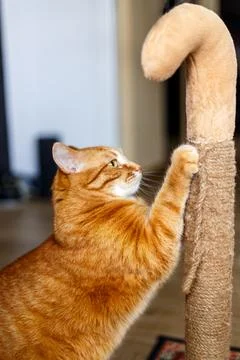The red fat cat sharpens its claws on the scratching post.. Stock Photos