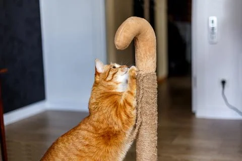 The red fat cat sharpens its claws on the scratching post.. Stock Photos
