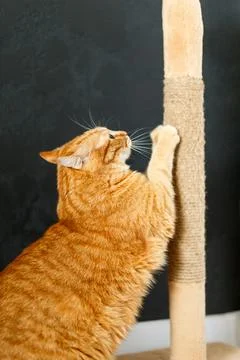 The red fat cat sharpens its claws on the scratching post.. Foto stock