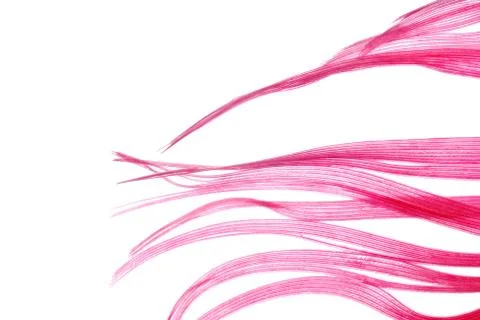 Red feather abstract texture background 写真素材