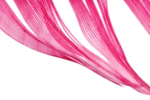 Red feather abstract texture background Stock Photos