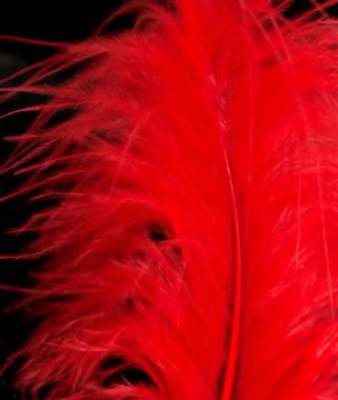 Red feather on a black background. macro Stock Photos