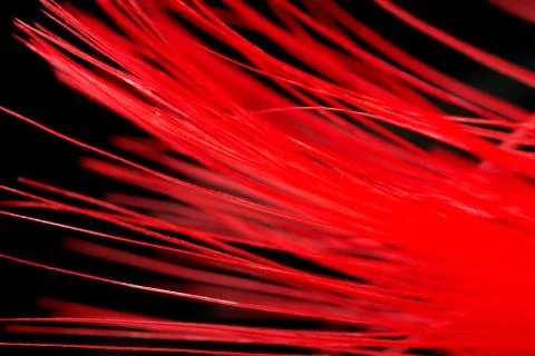 Red feather on a black background. macro Stock Photos