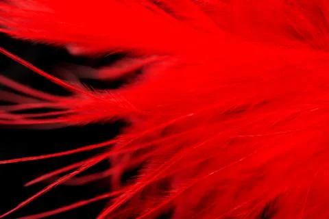 Red feather on a black background. macro Stock Photos