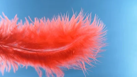 Red feather close-up macro. Selective focus, blurred focus, abstraction. super Stock-Footage 95317719